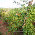 Top Grade Easy To live Chinese Wholesale Goji Berry Young Wolfberry Plants